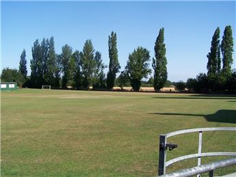 Recreation Ground Trees